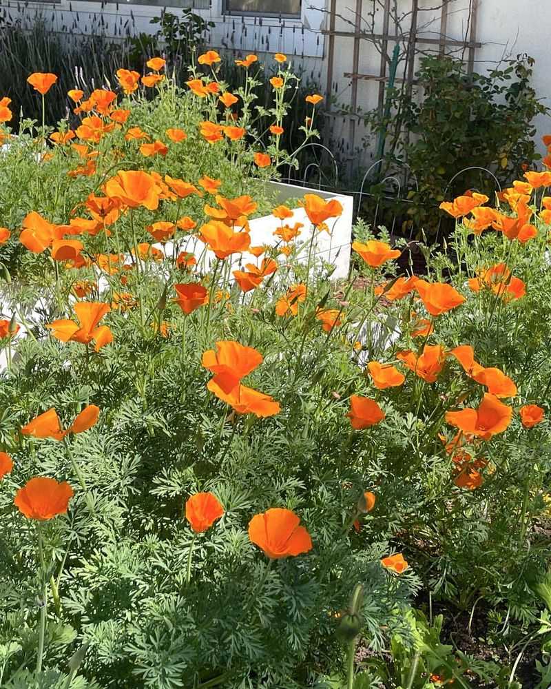 California Poppy