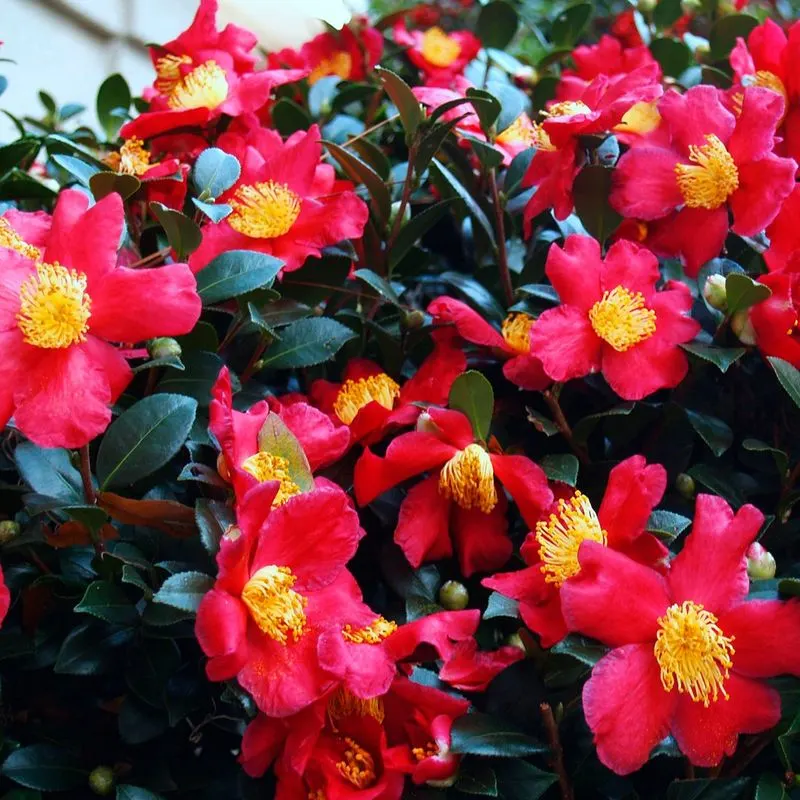 Camellia 'Yuletide'