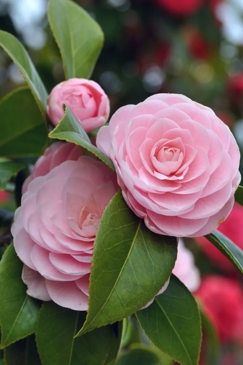 Camellias