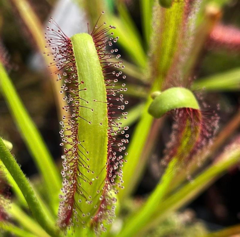 Cape Sundew (Drosera capensis)