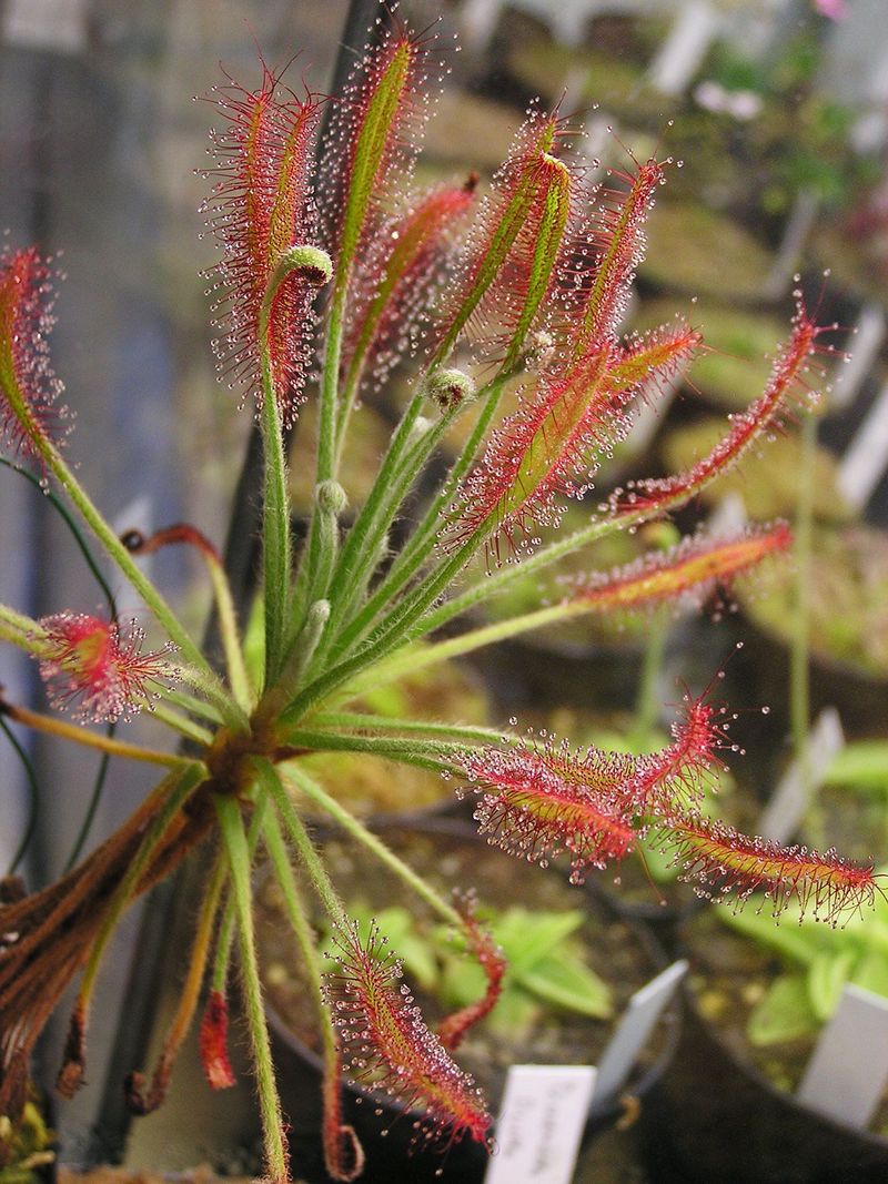 Cape Sundew