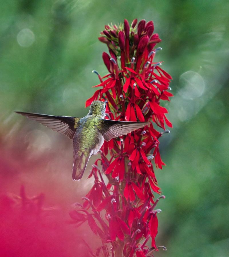 Cardinal Flower