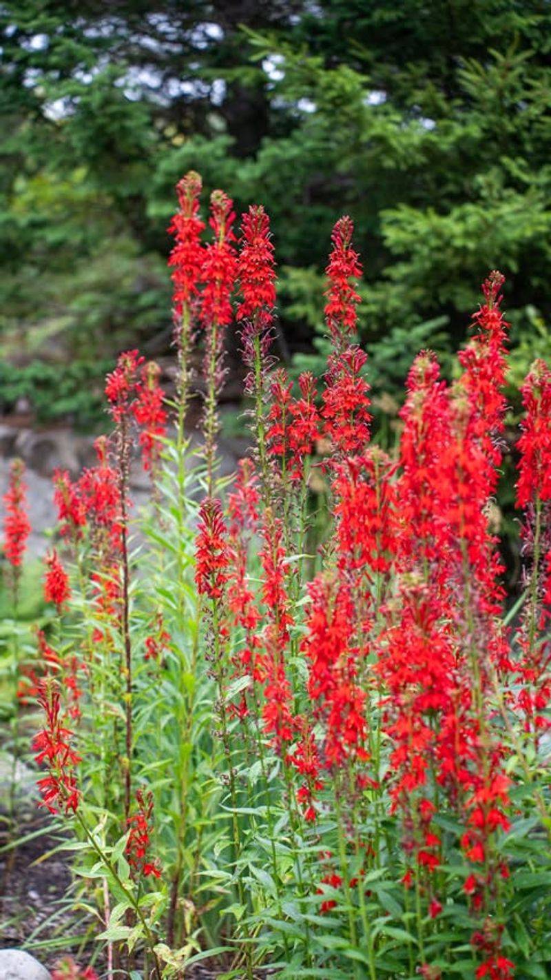 Cardinal Flower