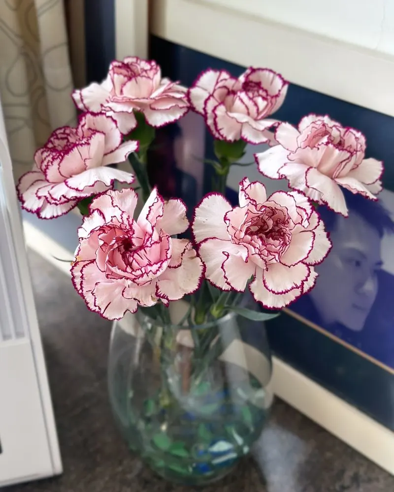 Carnation (January)