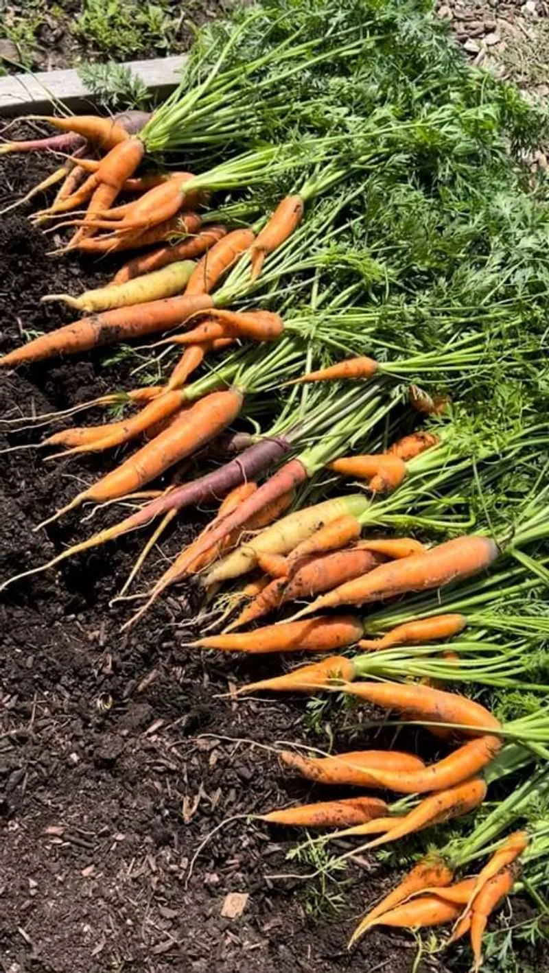 Carrots