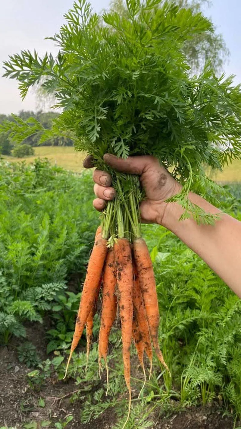 Carrots