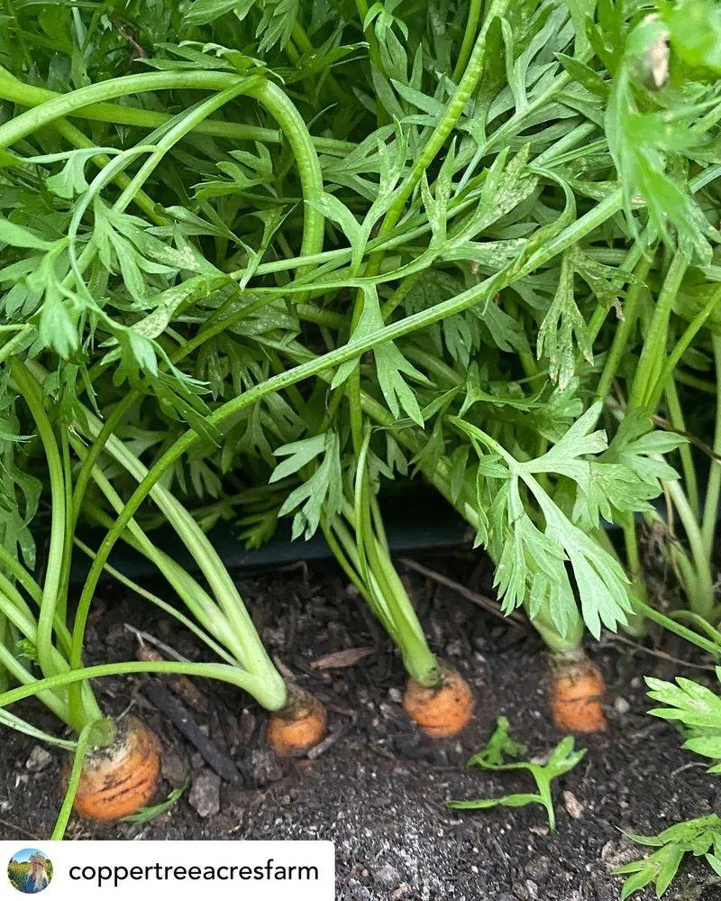 Carrots