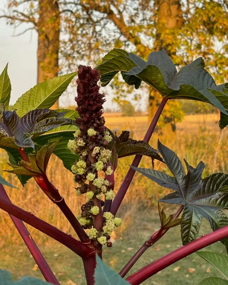 Castor Bean