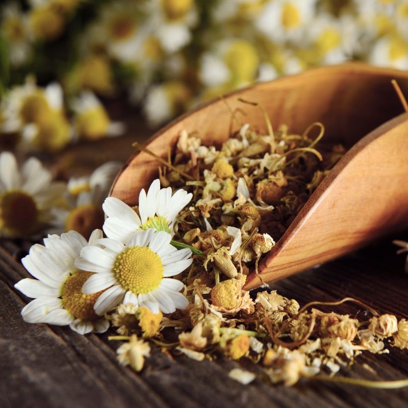 Chamomile Tea for Insomnia