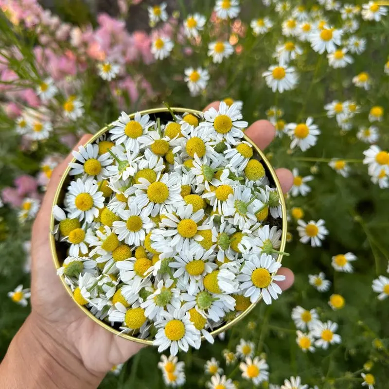 Chamomile