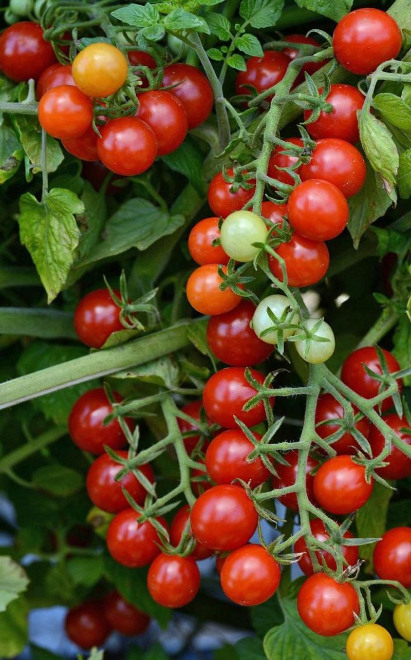 Cherry Tomatoes