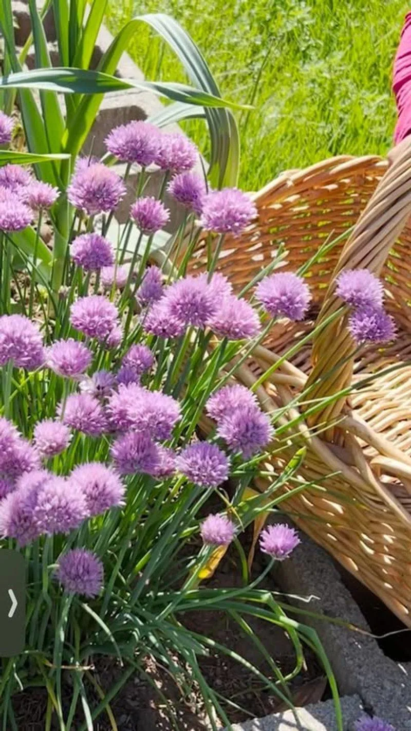 Chives