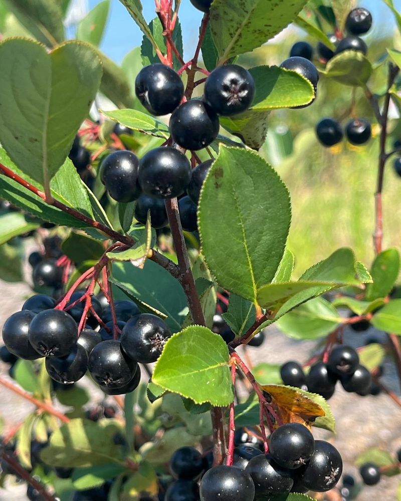 Chokeberry (Aronia melanocarpa)