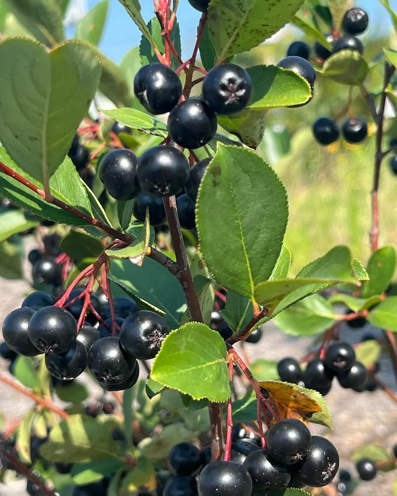 Chokeberry (Aronia melanocarpa)