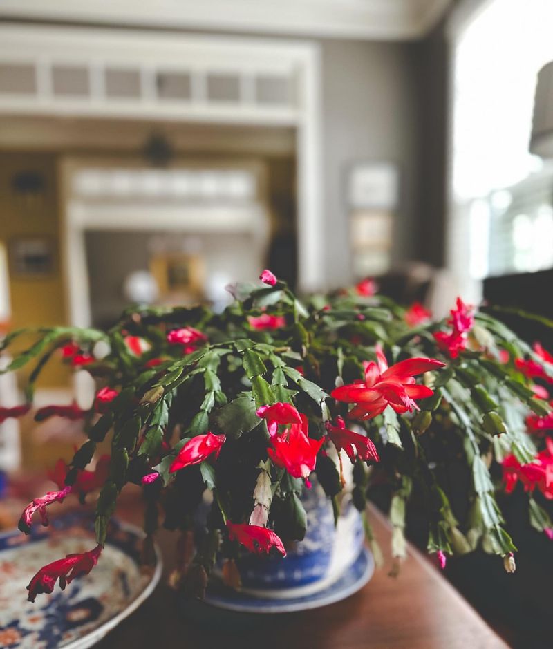 Christmas-Cactus.jpg