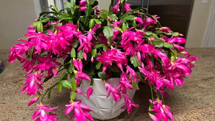 When Your Christmas Cactus Begs for a Break: Stop Watering at Just the Right Time