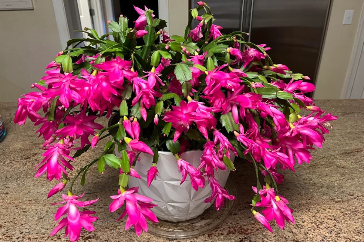 Christmas Cactus