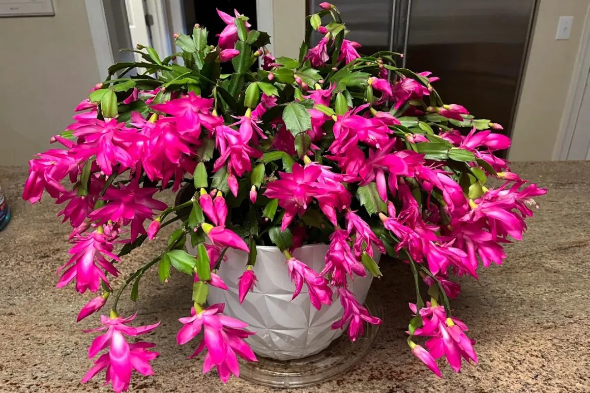 Christmas Cactus