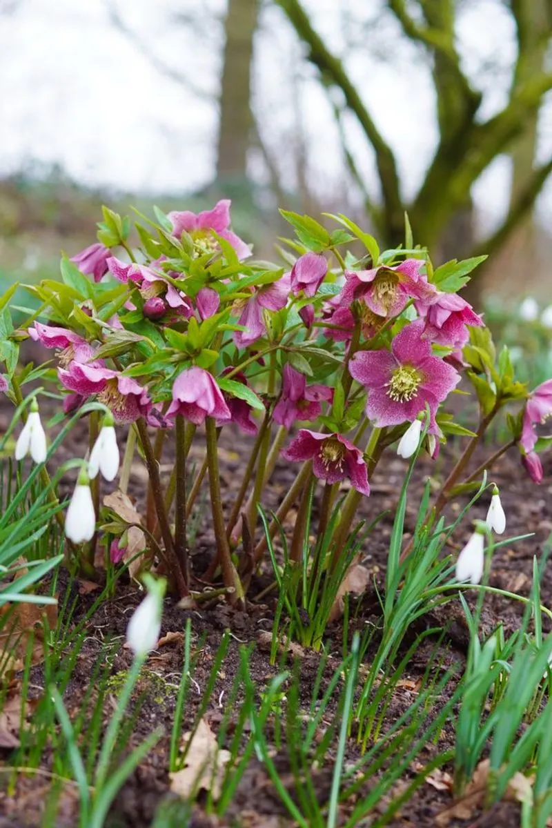 Christmas Rose