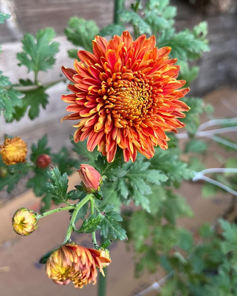 Chrysanthemum