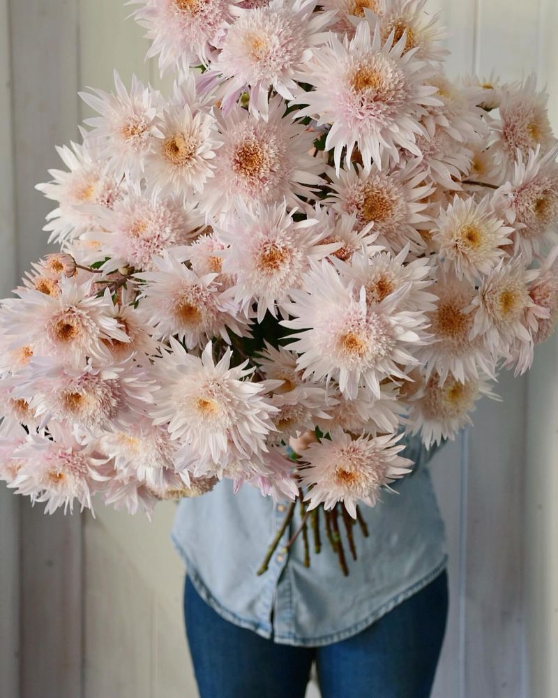 Chrysanthemum (November)