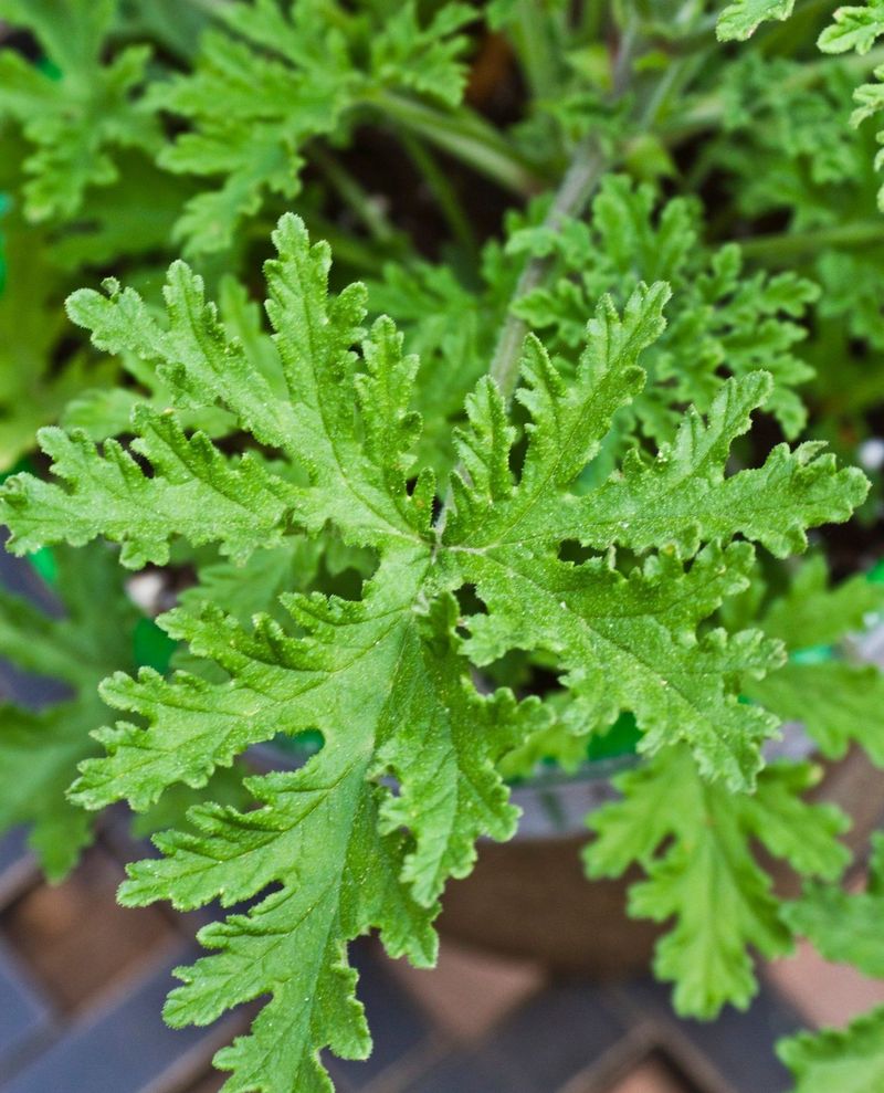 Citronella