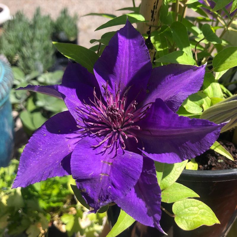 Clematis