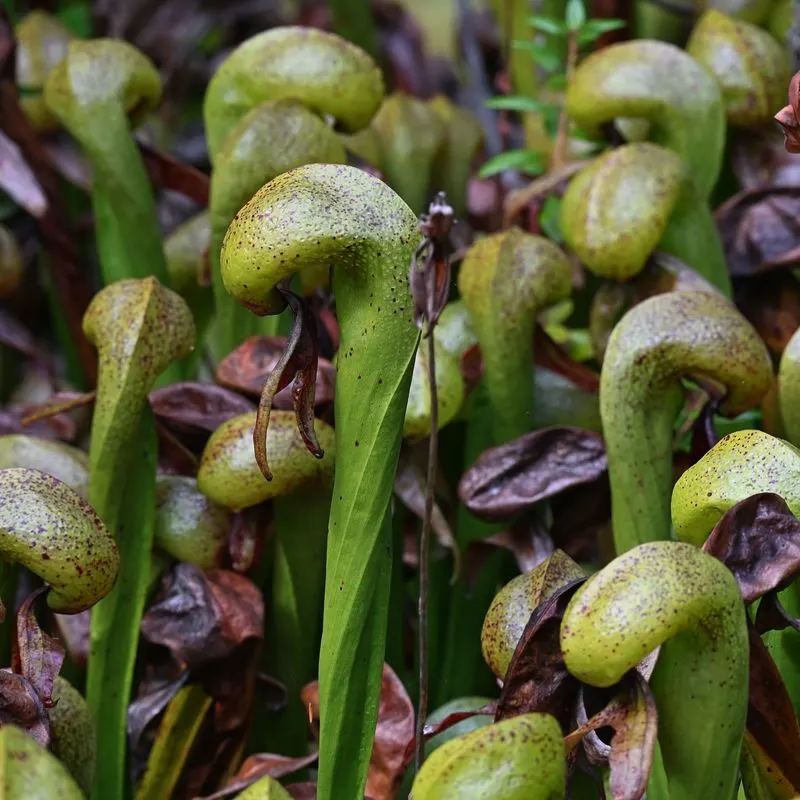 Cobra Lily (Darlingtonia californica)