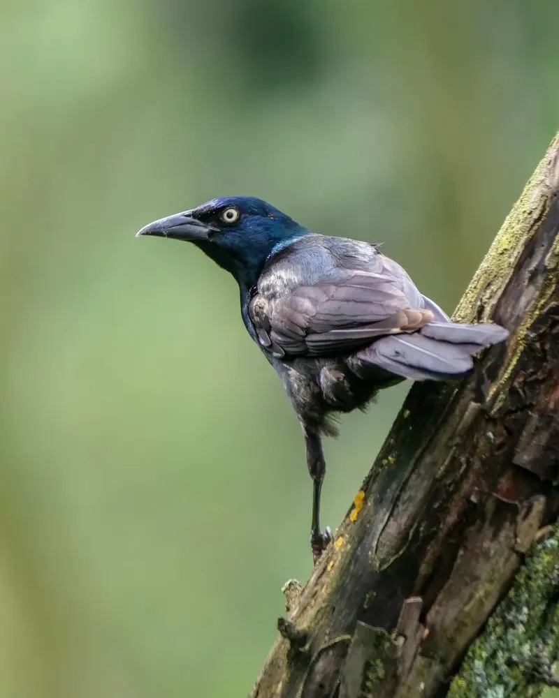 Common Grackle