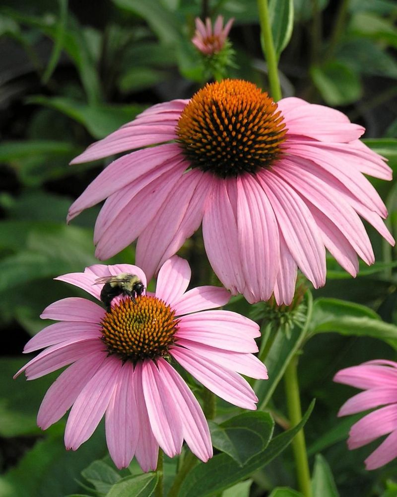 Coneflower