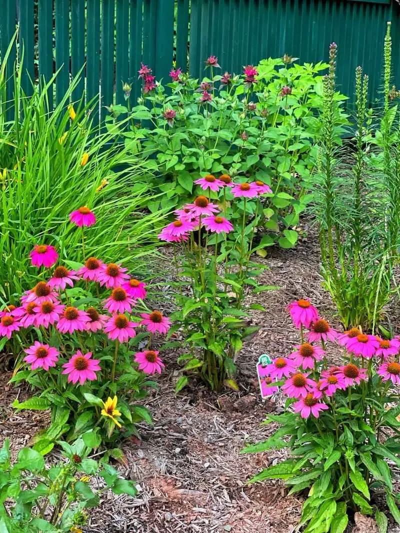 Coneflowers