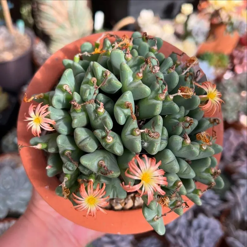 Conophytum bilobum