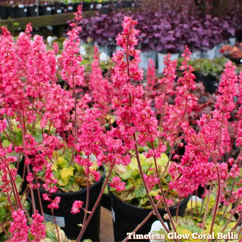 Coral Bells