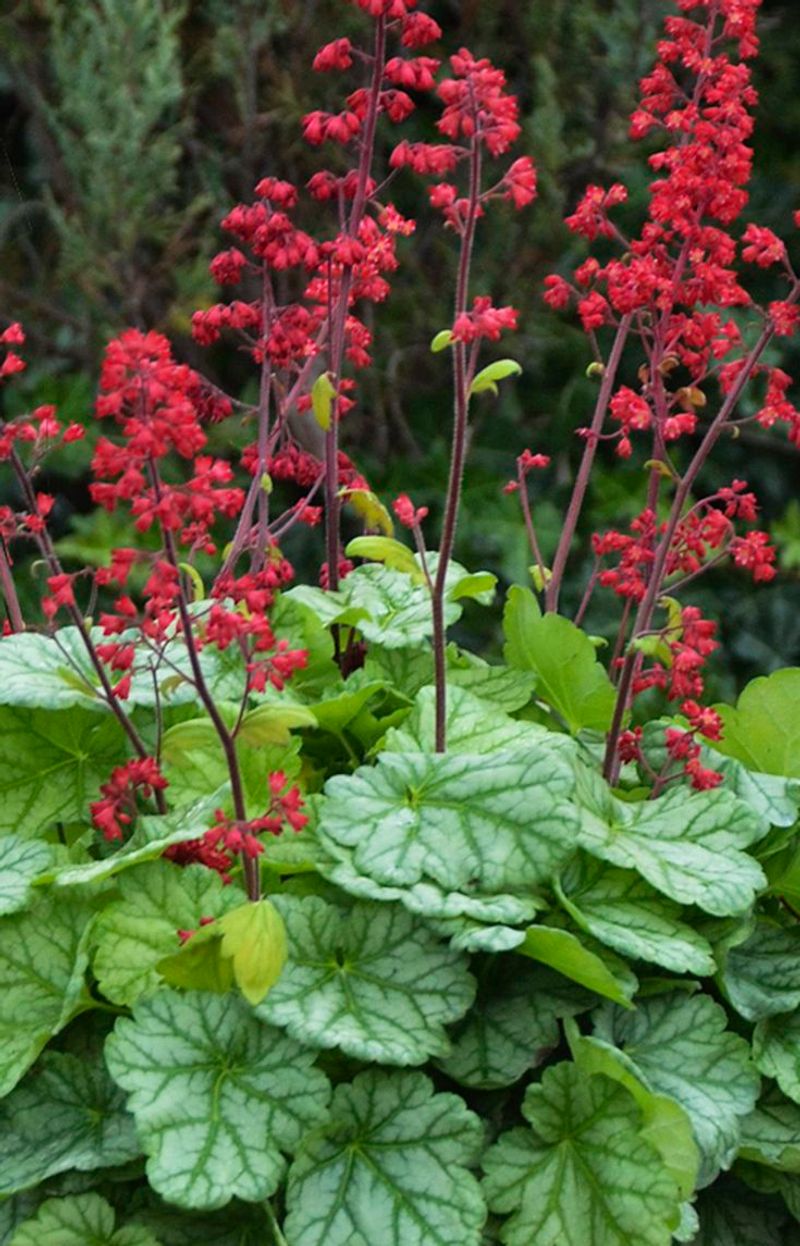 Coral Bells