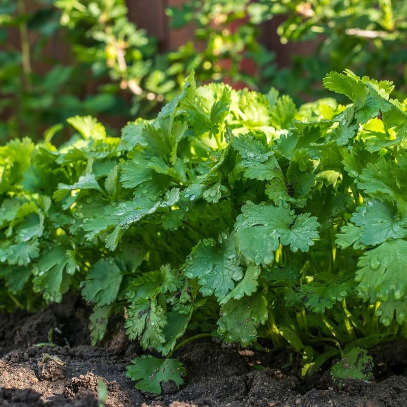 Coriander