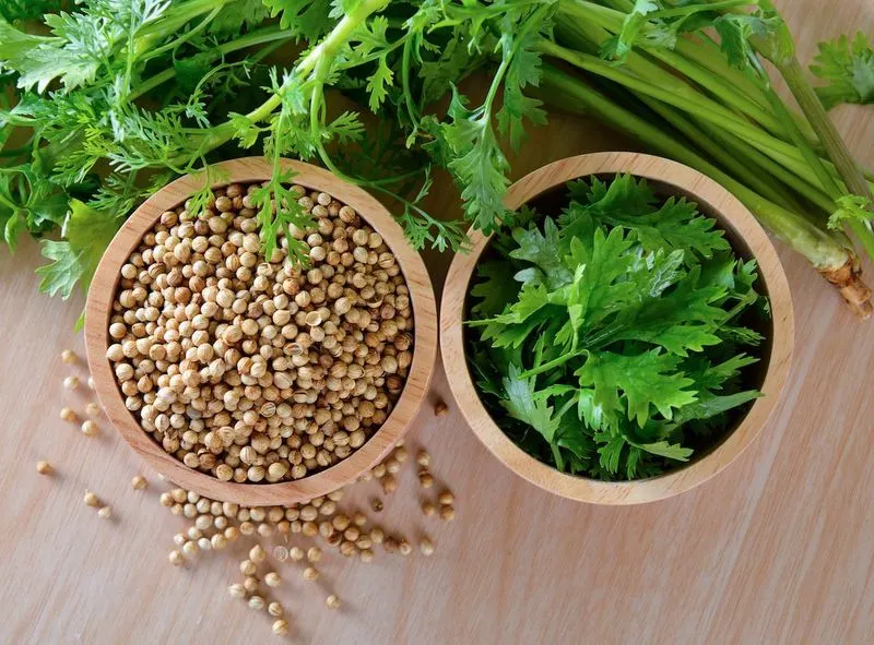 Coriander