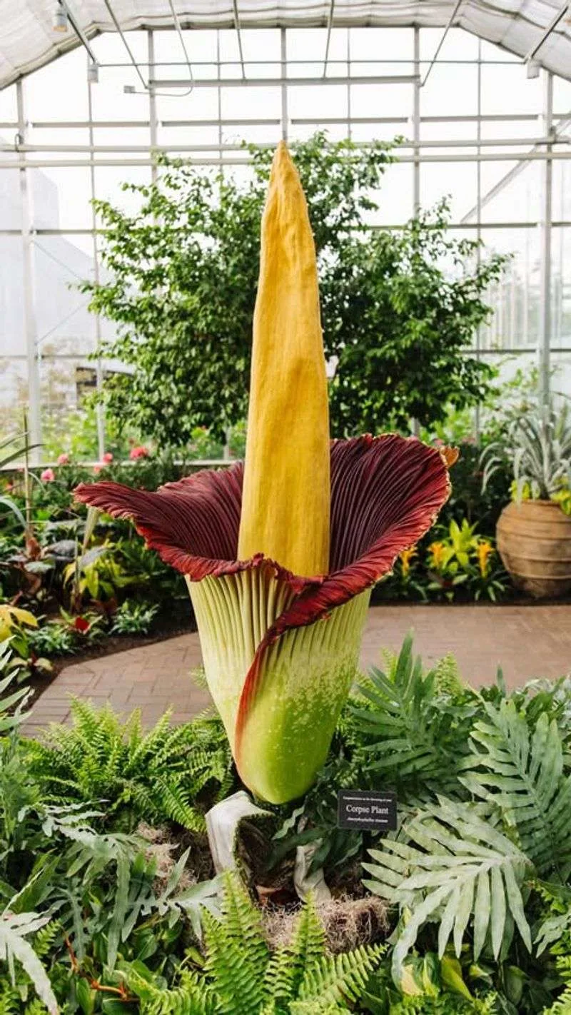 Corpse Flower (Amorphophallus titanum)