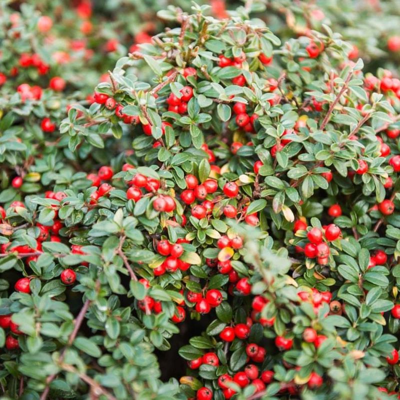 Cotoneaster