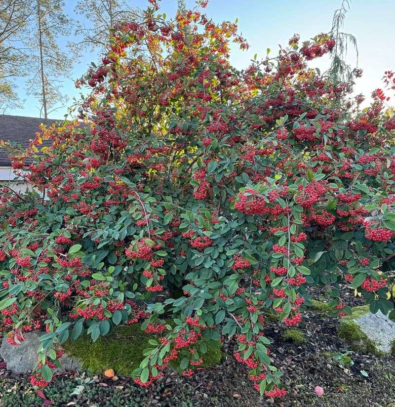 Cotoneaster