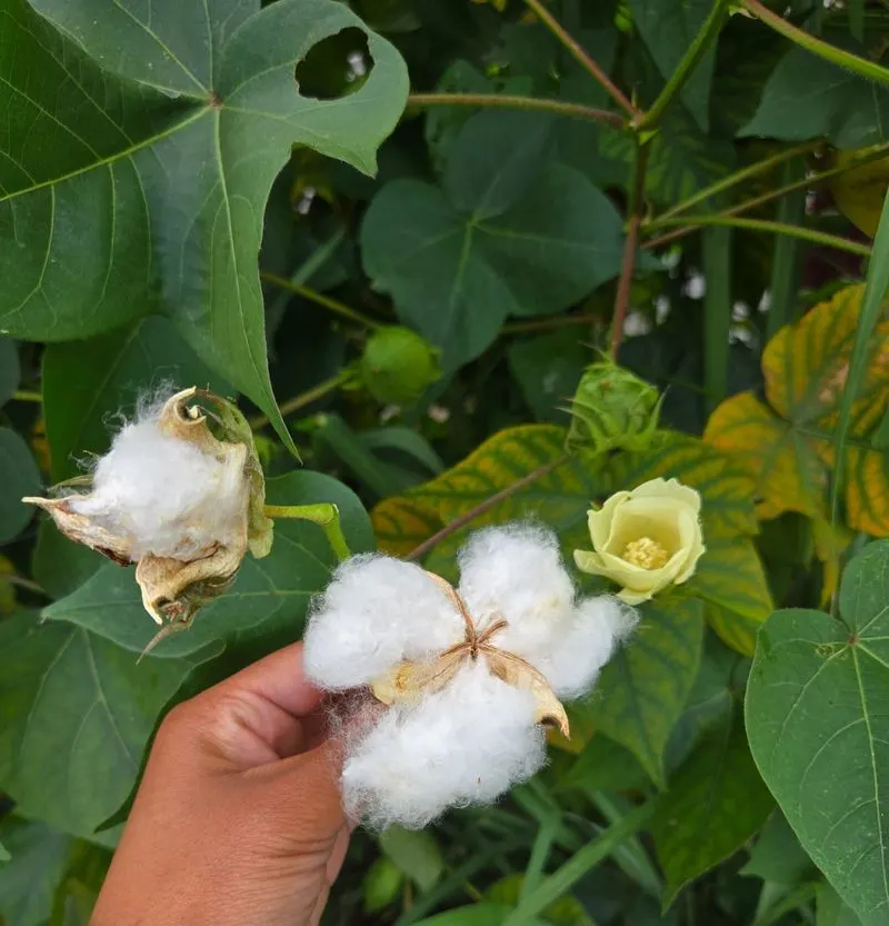 Cotton