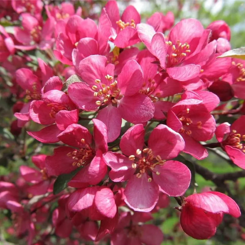 Crabapple