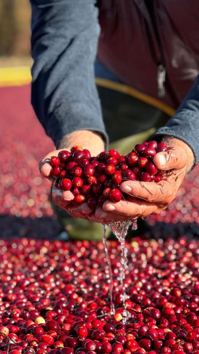 Cranberry (Vaccinium macrocarpon)