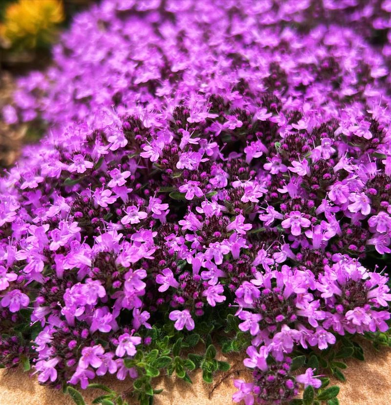 Creeping Thyme (Thymus serpyllum)