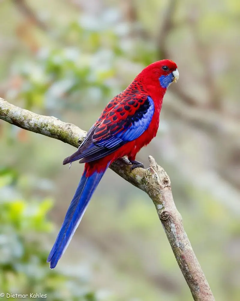 Crimson Rosella