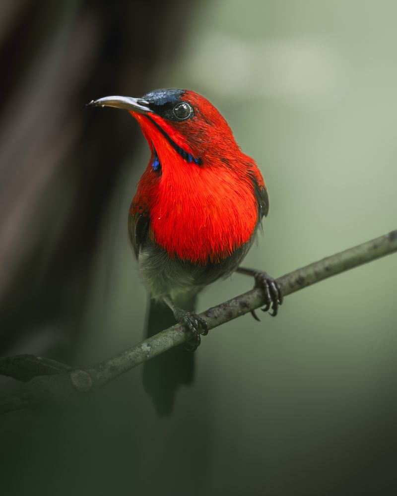 Crimson Sunbird