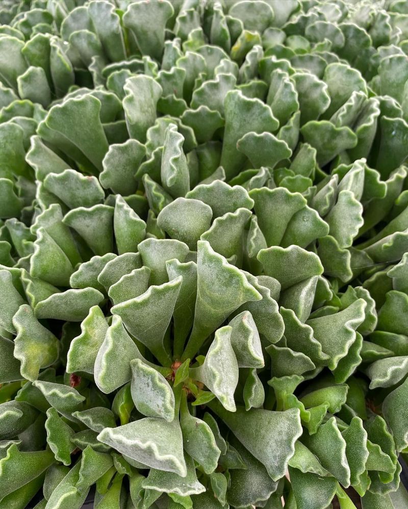 Crinkle Leaf Plant (Adromischus cristatus)