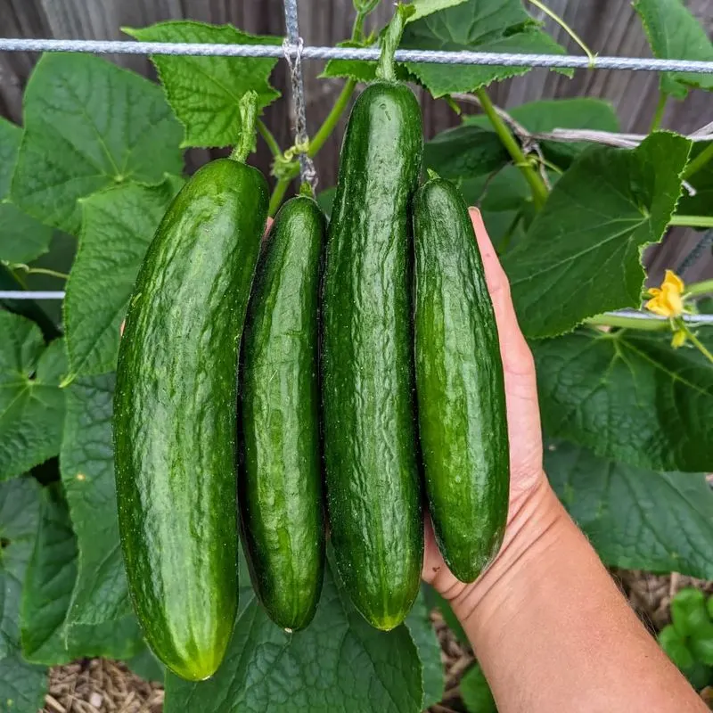 Cucumbers and Sage