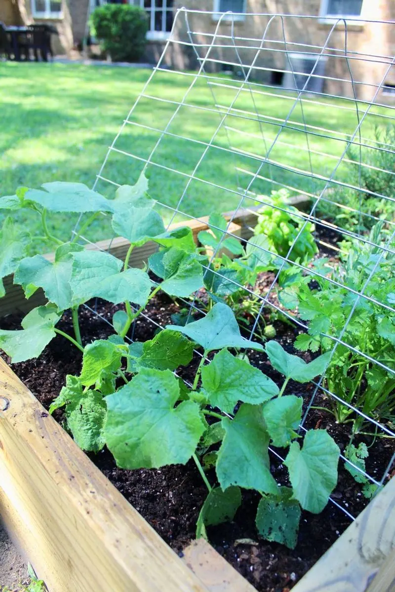 Cucumbers