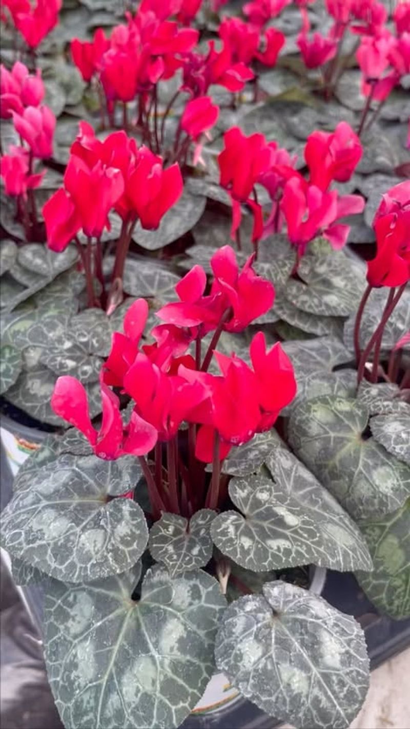 Cyclamen