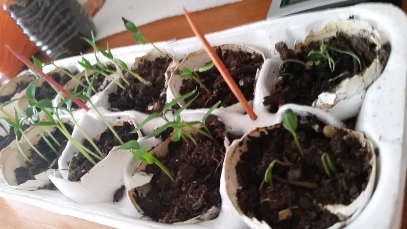 DIY Eggshell Seed Starters